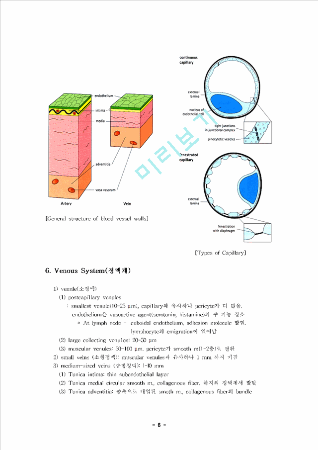 [조직학] 심장순환계의 조직학 (Histology of Cardiovascular System).hwp